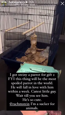 Bob menery got steiny a pet bird 😂 #steiny #steinyclip #bobmenery #petbird #parrot 