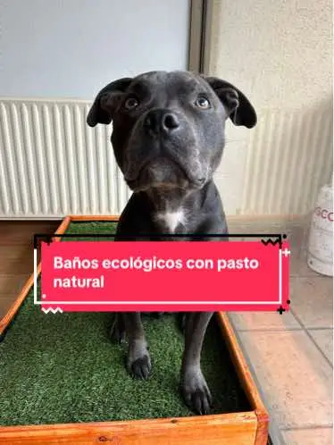 Una muestra de nuestros baños ecológicos con pasto natural 🌱🐶 #baño #bañoparaperros #bañoparamascotas #bañoecologicoparamascotas #bañoecologicoparaperros #pasto #bañoecologico #pastonatural 