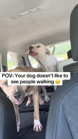 Thats why he dont go nowhere now 😒😩😤😅😅😂 #dogsoftiktok #pitbullsoftiktok #white #dog #people #fyp #pets #carride #notthatserious #foryou 