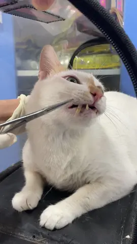 Tự dưng mất cái răng thấy trông trống 🤣🤣🤣#pets #thuykimson #yeuthuongdongvat #cuuhochomeo #meme #catmeme #dogsoftiktok #catsoftiktok 