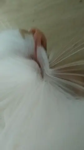 мяяу#