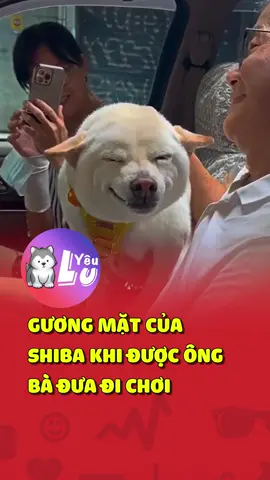 Gương mặt của Shiba khi được ông bà đưa đi chơi 😂 #shorts #yeulu