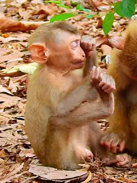 Poor Roystone wipe tear drop tell sister help  #monkeyvideo #rescue #monkeybaby #monkeydrinking #monkey #rescuemonkey #adorablemonkey 