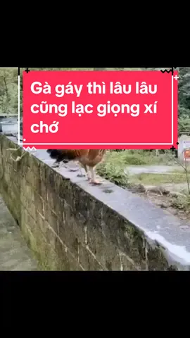 Gà gáy hoii mà #xuhuong#haihuoc#phaidepngaynay#nhachaymoingay#giaitri_funnyvn#cuoibebung#vacaiket#tiktok 