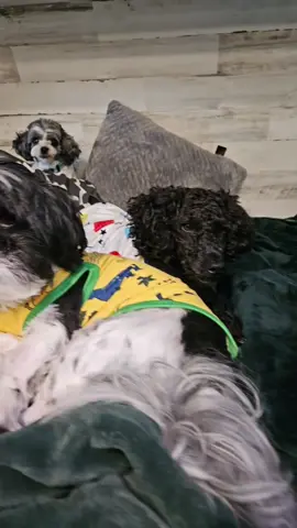 Introducing the fab five...  Turbo 5 years old Dash 4 years old  Zippy 3 years old  Nitro 2 years old  Blitz 1-year-old can you tell we introduced a new dog every year for 5 years? lol #puppiesoftiktok #campingdogs #poodle #shihpoo #malshi #brothers 