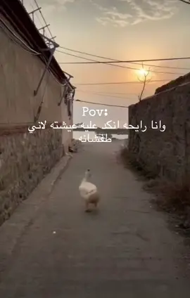 #اكسبلور #الشعب_الصيني_ماله_حل😂😂 #4u #fyp #viral #جدة 