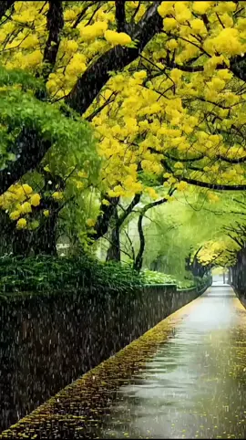 Tình Đời 2  ...!!!                                        #xh #nhachaymoingay #canhdepthiennhien #bolero #xuhuong #foryou #CapCut 