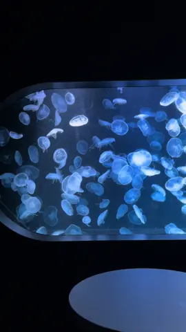 クラゲ一生見れる #sapporo #aquarium #fyp #水族館 