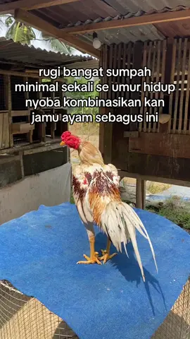 wajib stok bnyk di kandang,gk bakalan nyesal make kamlang,aplgi di kombinasi kan dengen red power ,behh🔥buruan chekout di keranjang kuning nya botoh#fyp #ayamimport #fypシ  