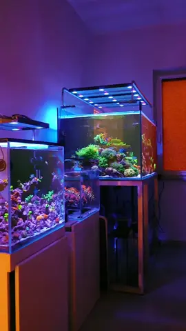 when one reef tank is not enough ^^ #fishtok ##fishkeeping #fishkeeper #marinefish #reeftok #reefkeeper #reefkeeping #marinelife #src #sgreefclub #sgreeftank #sgfishtank #sgfishkeeper #sgfishshop #fyp #viralvideo #reeftok #marinetok