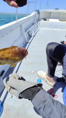 🎣 Kanama Smart Bait - Fish: Guys, I‘m back alive!🤖 Link in Bio. . www.kanama.net . #Kanama #fishingtrip #fishingLife #angler #fishing #fisherman #釣り #peche #pesca 