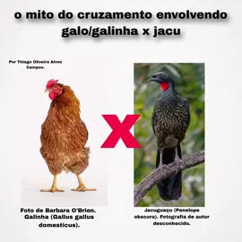Sigam meu perfil no Instagram @thiagopedreiracampos referências: Divergence time estimation of Galliformes  based on the best gene shopping scheme  of ultraconserved elements De Chen1,2, Peter A. Hosner2,3, Donna L. Dittmann4 , John P. O’Neill4 , Sharon M. Birks5 , Edward L. Braun2 and  Rebecca T. Kimball2* A [ PEREIRA, S.L., BAKER, A.J.& WAJNTAL, A. (2002). Combined nuclear and mitochondrial DNA sequences resolve generic relationships within the Cracidae (Galliformes, Aves). Systematic Biology 51(6): 946-958. [4]  FRANK-HOEFLICH, K., SILVEIRA, L.F., ESTUDILLO-LOPEZ, J., GARCIA-KOCH. A.M., ONGAY-LARIOS, L. & PINERO, D. 2007. Increased taxon and character sampling reveals novel intergeneric relationships in the Cracidae (Aves: Galliformes). J. Zool. Syst. Evol. Res. [2] #galinhas #galos #galoscombatentes #indiogigante #galo #galinha #galinhacaipira #avicultura #aves #avesdobrasil #avessilvestres #jacu #medvet #medicinaveterinaria #biologia #vet #veterinária #animais #agro #agropecuaria #pecuaria #pecuariabrasil🇧🇷🐂🐂🐂🐂 #veterinaria #ave #hibrido #agro10brasil #agroboy  #pecuariabrasil #vetmed  #passaros #agrobrasil #roça #campo #fazenda #rural #meioambiente #ciencia #ciência 