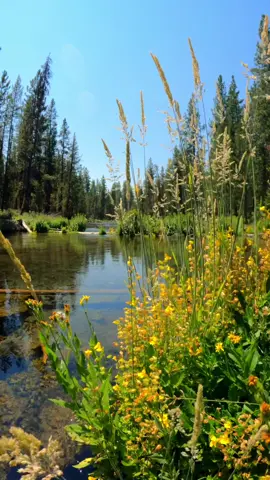 Anticipating the arrival of springtime along the river, where blooming flowers and verdant greenery bring new life to the landscape ☺️ #SpringtimeMagic #RiverBeauty #NatureAwakening #godisgreat 