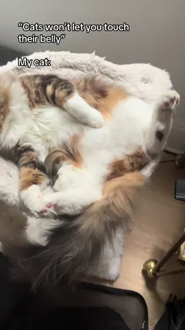 Give me the belly