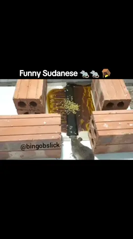 Funny Sudanese mice الفئران السودانية #sudanese_tiktok #sudanese_tiktokمشاهير #sudanese #sudanese_shoutout #southsudanesetiktokers🇸🇸🇸🇸🇸🇸 #southsudaneseglobal🇸🇸 #southsudanesetiktokers🇸🇸🇸🇸❤❤ #southsudanesetiktokers #southsudanese #junubia😍big❤southsudan🇸🇸 #junubin #junubinbae🇸🇸🇸🇸🇸🇸🇸🇸🇸🇸🇸🇸 #khartoum #khartoum_sudan #arabic #arabictiktok #chad #egyptian_tik_tok #egypt #mousetrap #mouse #funnymouse #mice 