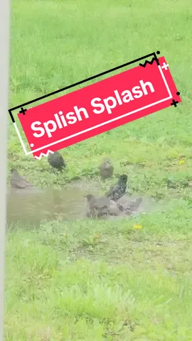 The birds love this little puddle in my yard. This is everyday. I find it so peaceful. #missouri #lyf #birds #bath #angel #fyp 