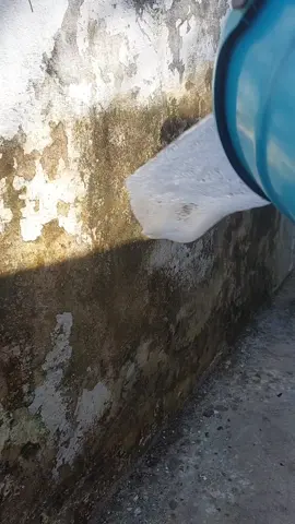 Continuação da limpeza da parede | Parte 2 remoção de musgo. #limpeza #limpezapesada 
