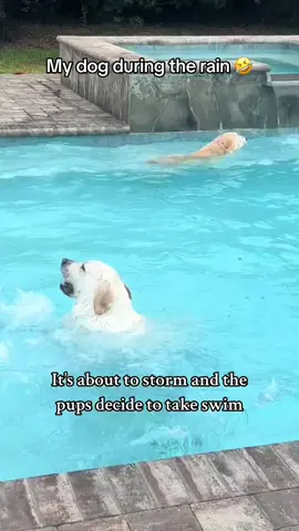 Doggo just wanted to swim 🤣 @I Can’t Even (via:@Buster’sworld) 
