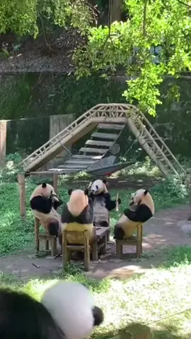 🐼Panda families sit on chairs enjoying their bamboo shoot lunch #panda #fyp #funny #foryou #funnyvideos #cute #animals #viral #gautruc #pandas #cutepanda 