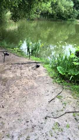 Banger in the net 🎣👊🏼 #fyp #foryou #foryoupage #fishing #fishinglife #fishtok #angler #carpfishing #nayzofishing #viral 