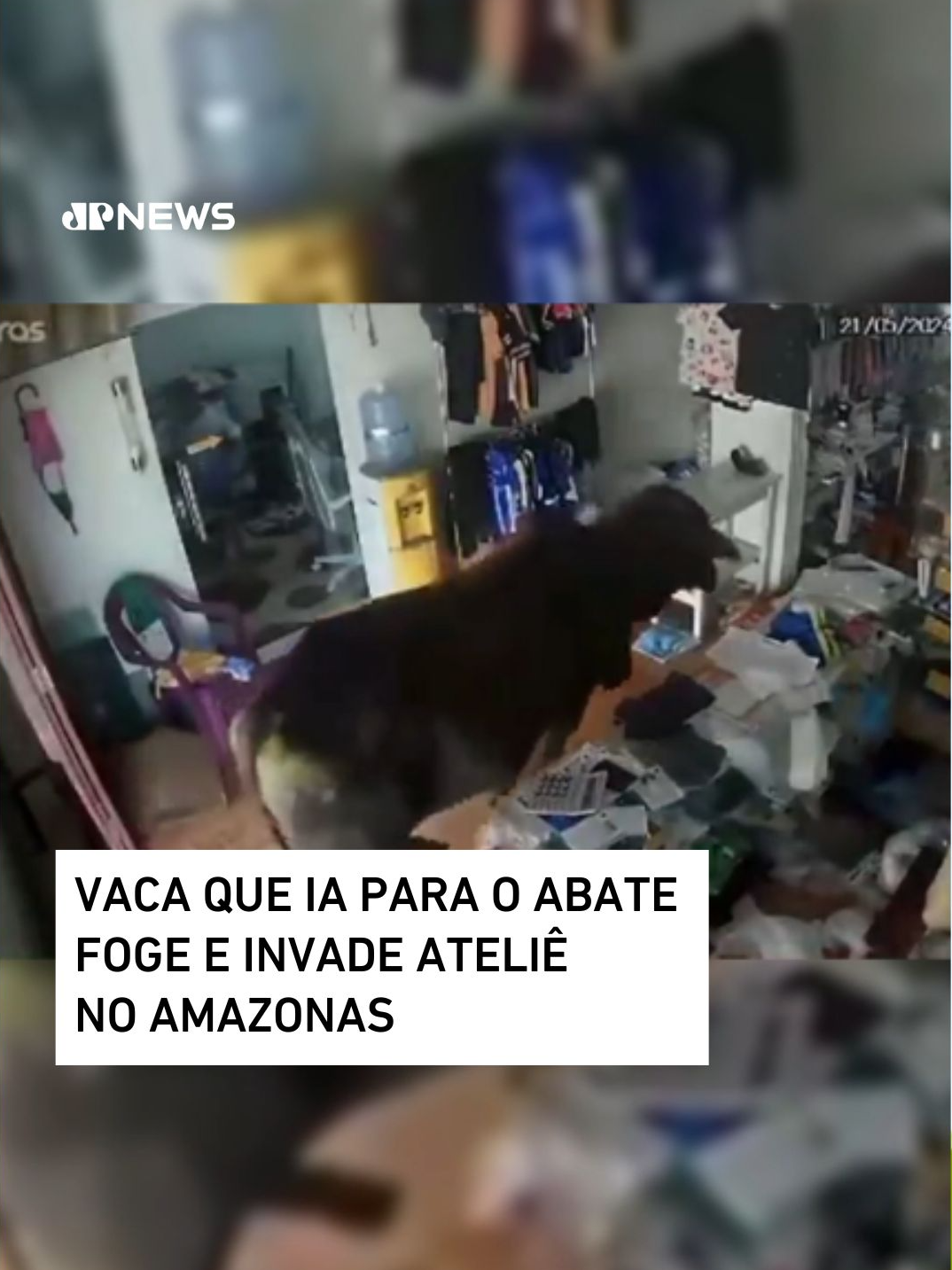 Uma vaca que ia para o abate invadiu um ateliê em Nhamundá, no interior do Amazonas, na tarde da última terça-feira (21). Nas imagens, a vaca é vista entrando na loja, surpreendendo os funcionários, que se esconderam rapidamente. Após o susto, a vaca deixou o local sem causar grandes estragos. O animal foi capturado e encaminhado ao abatedouro da cidade. 📺 Confira na JP News e Panflix 📌 Siga o nosso perfil @jovempannews #vaca #invasão #loja #susto #Amazonas