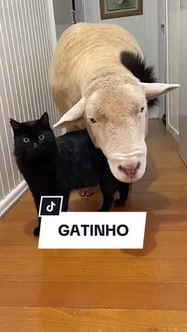 🐑🐈‍⬛❤️ #ovelhachanel 
