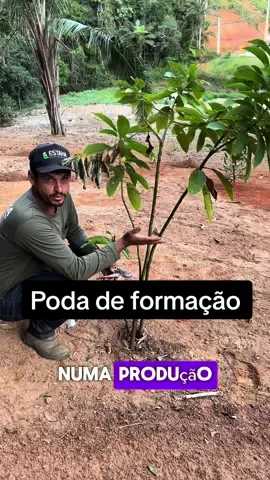 Poda de formação do abacate.