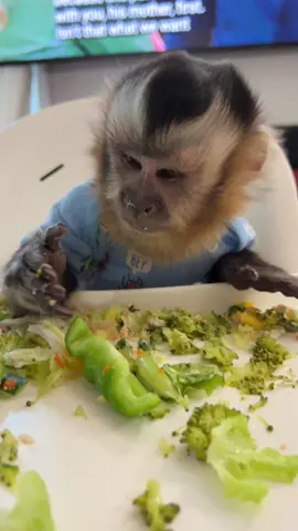 This is what Everett’s tray looks like when he’s almost done eating supper!! #everetthenry #dinnertime #messyboy #broccoli #capuchin #monkey #monkeysoftiktok 