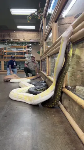 Wow it sure is fun working with these beautiful giants🤩 These big snakes aren’t for everyone but they are for me😁 Thankfully I got Shane helping me hold them back😅 Right here we got two beautiful Pythons and the famous green anaconda🙌 Both absolute beauties and Pythons are known to be the longest while Anacondas are known to be thicker but not as long🤯 I’ve seen giants of both but I am still not completely certain which one is to be name the biggest snakes🤔 • • • • #giant #anaconda #beautiful #big #snakes #pythons #cool #video #moments #rare #wild #wildlife #motivation #reptile #style #life #dreams #Lifestyle #lifelessons #chase #dream #nevergiveup #reptile #style #wow #tik #tok #tiktok #tiktokanimals 