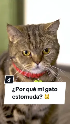¿Por qué tu mascota estornuda tanto? 🤔🤧 ¡Podría ser una simple irritación, alergia o algo más! Mantente atento a sus síntomas y no dudes en consultarlo con su veterinario. 🐾🩺  ¿Tu peludo también estornuda? ¡Cuéntanos en los comentarios! 👇  #mascotasfelices #cuidaatumascota #panchocavero #mascotas #perro #gato #consejo #tips #educación #dog #cats #doglover #petfriendly 