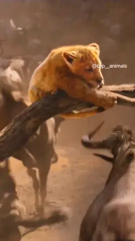 #wildlife #animals 