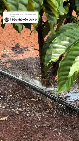 Trả lời @Phạm Thế Duyệt  1 béc cà như này là tưới phun quanh luôn nhé bạn thoải mái. Đêm qua mưa nhưng k đc to phải tưới dặm đây #cafe #xuhuong #xuhuongtiktok #fly #nongnghiep #mưa #flypシ 