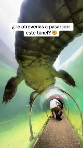 ¿Te atreverías a pasar por este túnel? 🤯 En el zoológico de Miami podrás vivir esta aventura 😰 Pasar por un túnel en donde puedes ver a los inmensos cocodrilos pasar por arriba de ti 🫢 📍Zoológico Miami  Etiqueta a la persona que le daría miedo pasar 👇🏼 🎥:@caughton_camera (TikTok) @bestpartofworld @leetv93 (TikTok)  @irmas.laiselauren  #zoo #zoolander #miamizoo #zoologico #miami #animals #aligator #crocodile #cocodrilos #cocodrilos #viralvideo #biganimals #scary #scaryvideos #amazing #aventuras 
