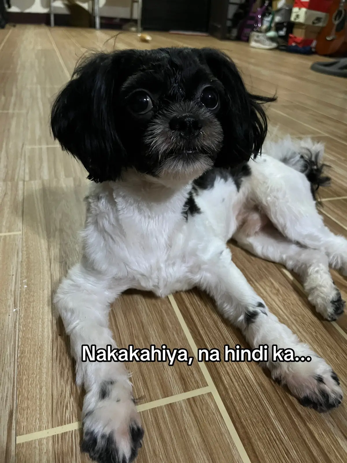 😋 #fyp #dogsoftiktok #shihtzusoftiktok 