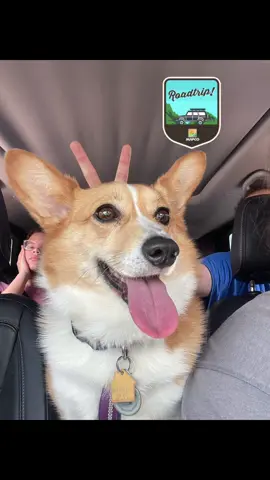 Making moves! Kicking off #summerbreak with a #family visit and a couple of stops along the way. #iloveroadtrips ❤️🚗🧳 Will you be taking a #roadtrip this #summer? . . #travelingpup #savannahcorgis #daisydoesdowntown #corgisofsavannah #corgisoftiktok #fyp #foryoupage #foryourpagе #Georgia #SouthCarolina #NorthCarolina #kentucky #ontheroadagain #corgination #corgi 
