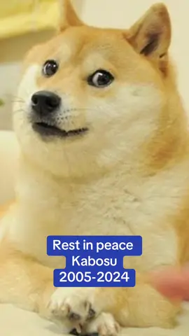 Kabosu the dog who inspired the Doge meme has passed away at the age of 18 ❤️🕊️ #doge  #kabosu #dogmeme #rip #restinparadise 