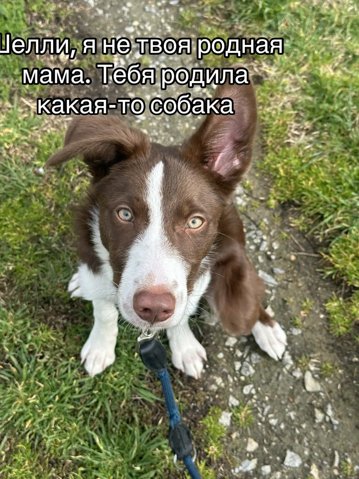 #собака #бордерколли #щенок #догблогер #dog #puppy #рек 