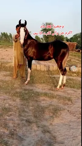 Contact 03021665379 #GR_Farming #rahmani_horse_club #sargodha #foryou #foryoupage #horselover #horse #viralvideo #CapCut #tiktok #500k #1m