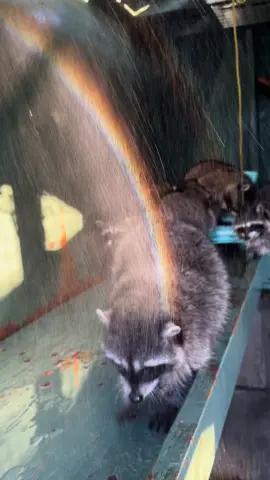 Raccoons definetly something i could watch all day 🦝🥹…. They are in a sactuary, being taken care of, due to an injury or  being an orphan and all of them will be released ! #sanctuary #raccoon 