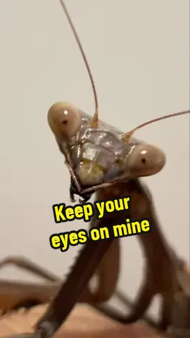 Keep your eyes on mine 👀 #dappestcontrol #praymantis #wonderingeyes #eyes #fyp 