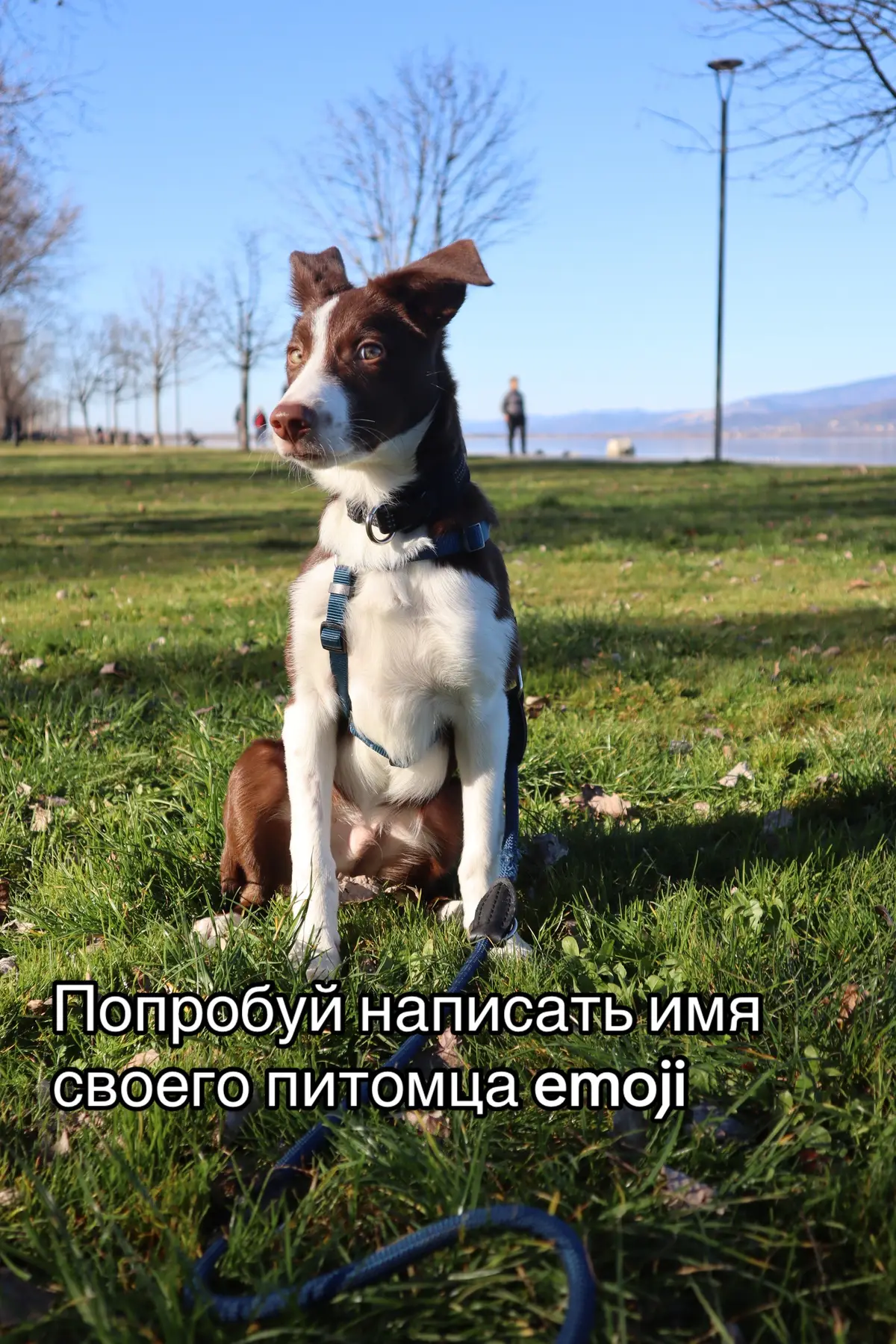 #собака #бордерколли #щенок #puppy #dog #рек #bordercollie #колли 