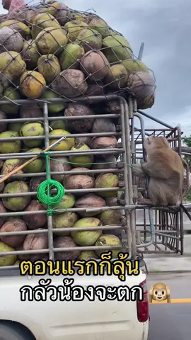 โคตรเฟี้ยวจังหวัดไหนมีเยอะๆบ้างนะ #ลิง #รถซื้อแกง #ประเทศไทย #เทรนวันนี้ 