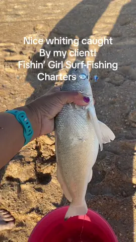Check out this solid whiting caught Monday on one if my surf-fishing charters! Dinner sized 😋 #florida #fish #fishinglife #ocean #fyp #foryou #fypシ #surffishing #beach #beachfishing #whiting #fishingirl 