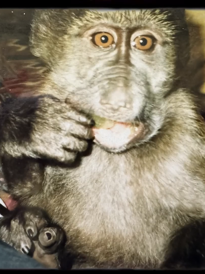 Part 1 | The Life Story of Cindy the Baboon 🐵🫶 #cute #animals #animallover #wildlife #animalsoftiktok 