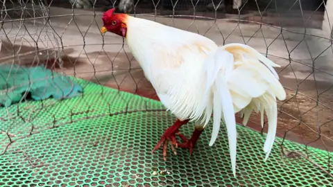 4k5 chốt khách quen 