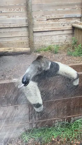 Anteaters can whip their tongue back and forth nearly three times per second 🤯 #fyp #anteater #wildlife #funnyanimals 