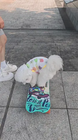 #cunyeu #fyp #dog #cute #thucung #poodle #bunquystoc 