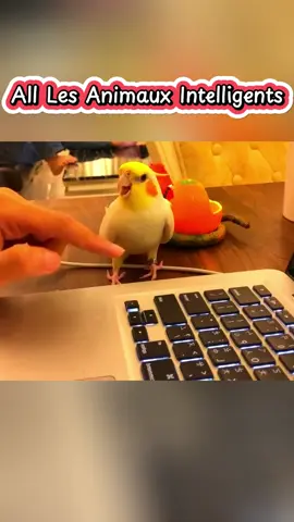 All animaux damandent de l’aide #satisfying #satisfyingvideos #animals #fyp 
