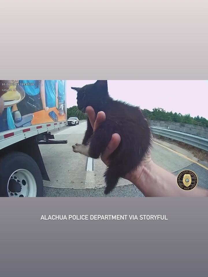 A police officer in Alachua, Florida, was able to safely remove a small kitten lying on a busy roadway on Sunday, May 12.   Footage released by the Alachua Police Department shows Officer Thomas Stanfield exiting his vehicle on Highway 441 and approaching the small black kitten.  Stanfield scoops the animal up in his hand and can be seen driving back while holding it in his palm.   Alachua Police Department thanked a local truck driver who helped Stanfield stop traffic in order to safely rescue the kitten.   The kitten has since found a loving forever home, police said. #news