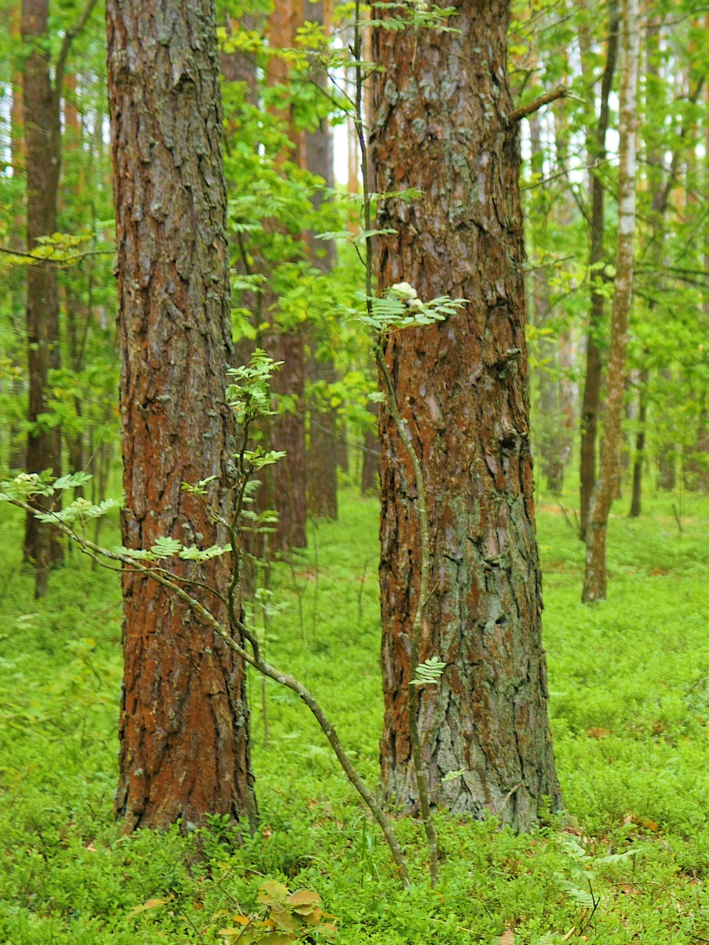 The living sounds of the spring forest, the voices of birds, will help relieve shit. restore the nervous system. #naturephotography #naturelovers #naturaleza #naturezaperfeita #relaxingvideos #recomendaciones #recomendation #recomendation